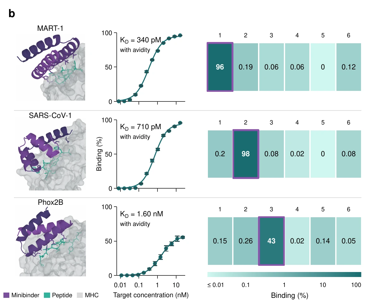 Peptide-MHC binders: design models, titrations and specificity matrices